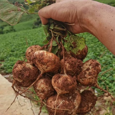 自己家种的豆薯，香甜可口，味美价廉