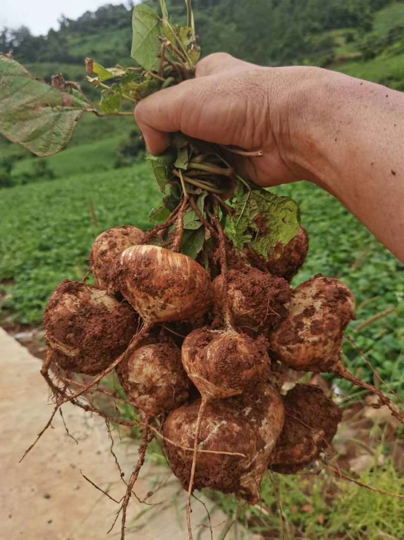 自己家种的豆薯，香甜可口，味美价廉