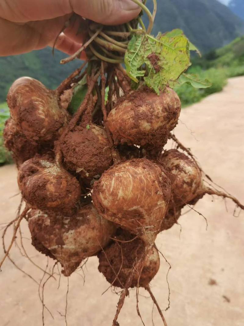 自己家种的豆薯，香甜可口，味美价廉