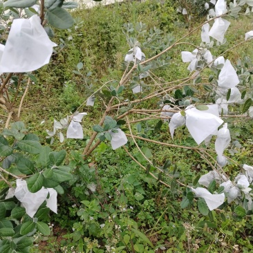 菲油果