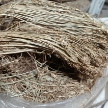 狗尾巴草，批发各种中草药和各种冷背药材十三块一斤