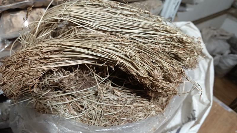 狗尾巴草，批发各种中草药和各种冷背药材十三块一斤