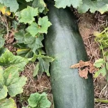 18斤长条黑皮冬瓜
