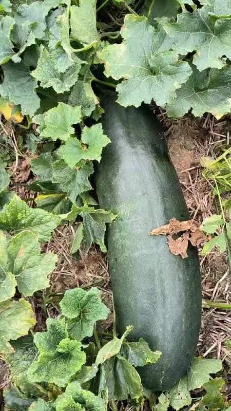 18斤长条黑皮冬瓜