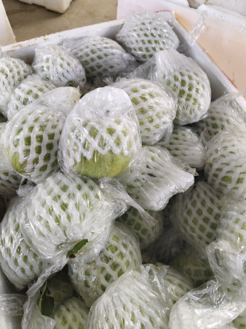 番石榴