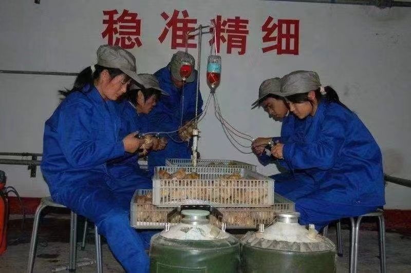 【推荐诚信商家】土鸡苗包运输成活厂家直销货到满意付款