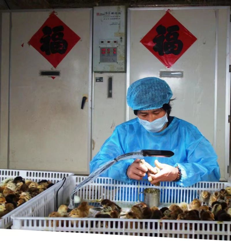【推荐诚信商家】土鸡苗包运输成活厂家直销货到满意付款