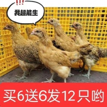 【推荐诚信商家】土鸡苗包运输成活厂家直销货到满意付款