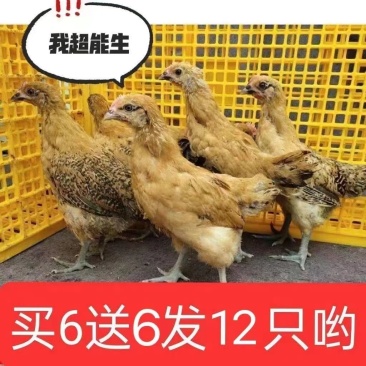 【推荐诚信商家】土鸡苗包运输成活厂家直销货到满意付款
