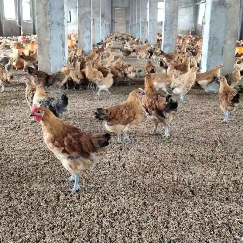 【推荐诚信商家】土鸡苗包运输成活厂家直销货到满意付款