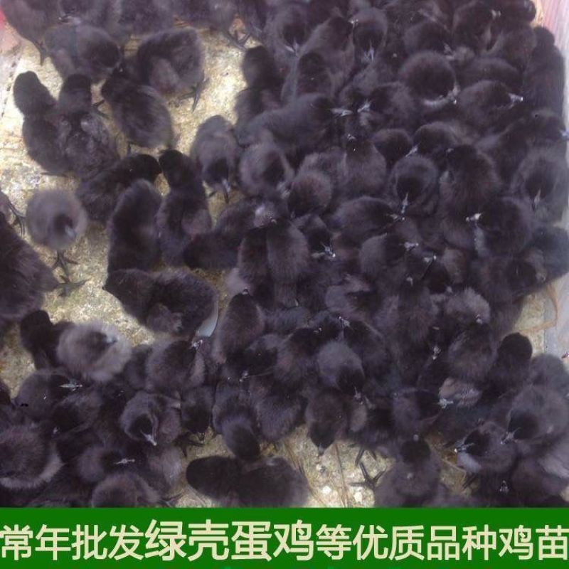 【推荐诚信商家】五黑鸡苗包运输成活厂家直销货到满意付款
