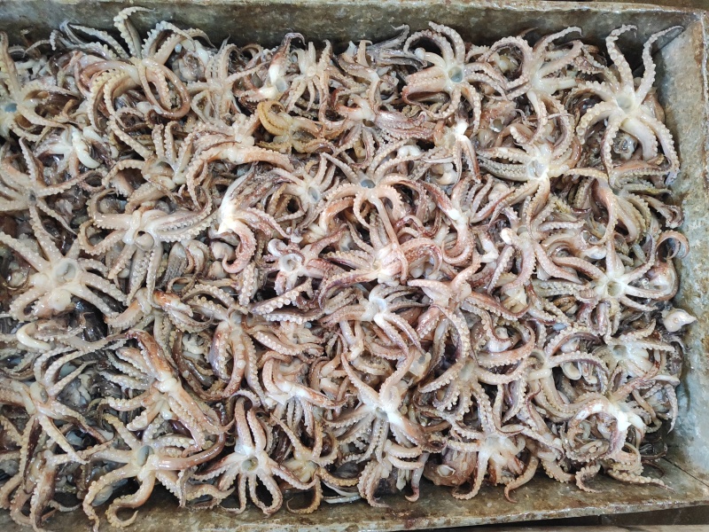100/300鲜品头