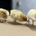 【推荐诚信商家】三黄鸡苗包运输成活厂家直销货到满意付款