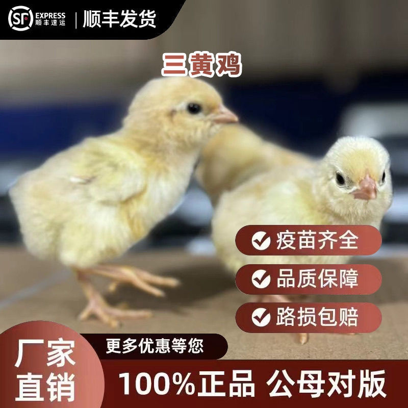 【推荐诚信商家】三黄鸡苗包运输成活厂家直销货到满意付款