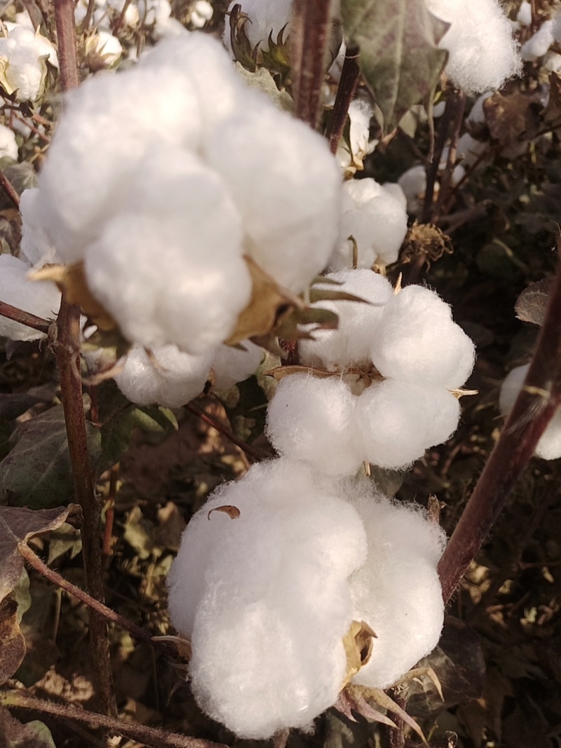 新疆细绒棉，自家手采棉花，量大从优