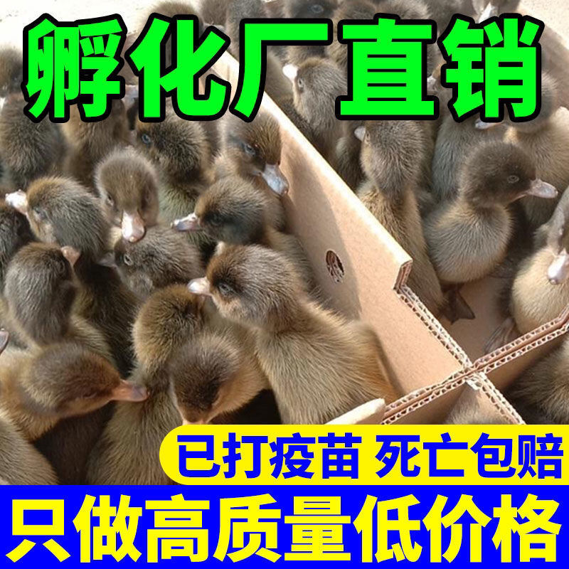 【推荐诚信商家】金锭鸭苗包运输成活厂家直销货到满意付款