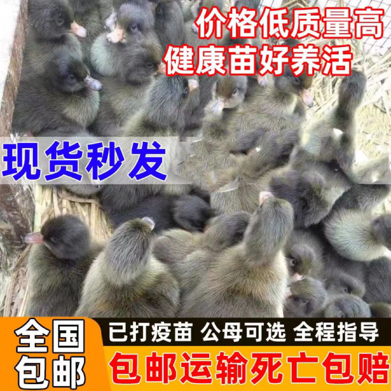 【推荐诚信商家】金锭鸭苗包运输成活厂家直销货到满意付款