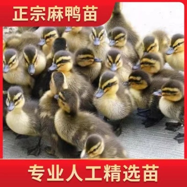 【推荐诚信商家】麻鸭苗包运输成活厂家直销货到满意付款