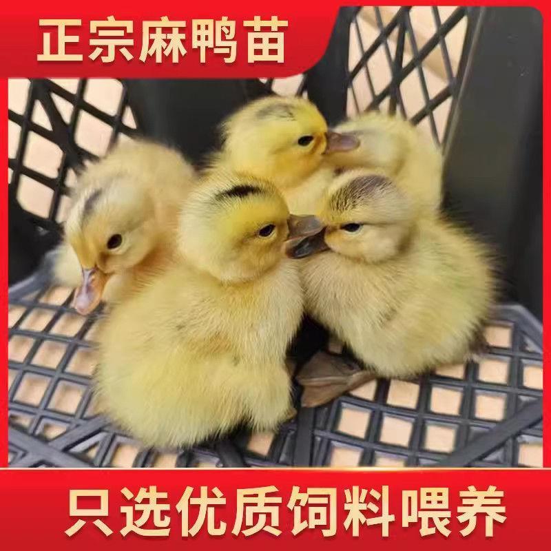 【推荐诚信商家】麻鸭苗包运输成活厂家直销货到满意付款