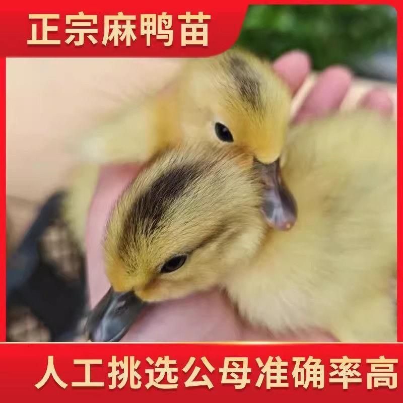 【推荐诚信商家】麻鸭苗包运输成活厂家直销货到满意付款