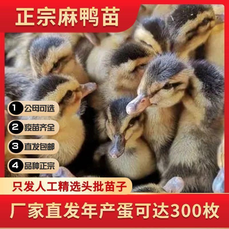 【推荐诚信商家】麻鸭苗包运输成活厂家直销货到满意付款
