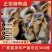 【推荐诚信商家】麻鸭苗包运输成活厂家直销货到满意付款