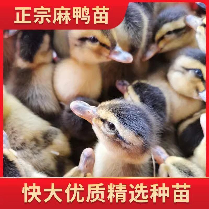 【推荐诚信商家】麻鸭苗包运输成活厂家直销货到满意付款