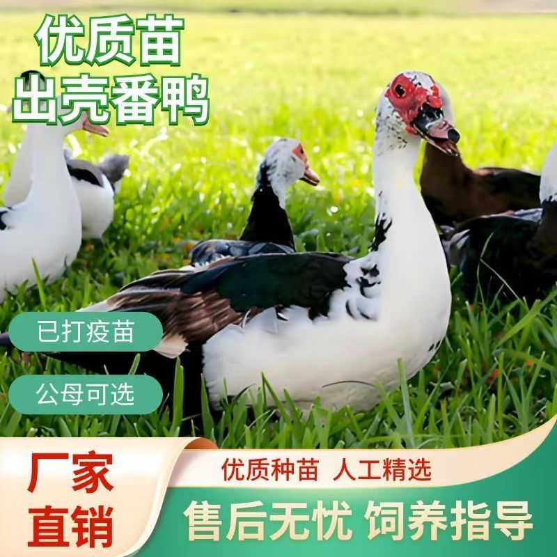 【推荐诚信商家】番鸭苗包运输成活厂家直销货到满意付款