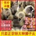 【推荐诚信商家】狮头鹅苗包运输成活厂家直销货到满意付款