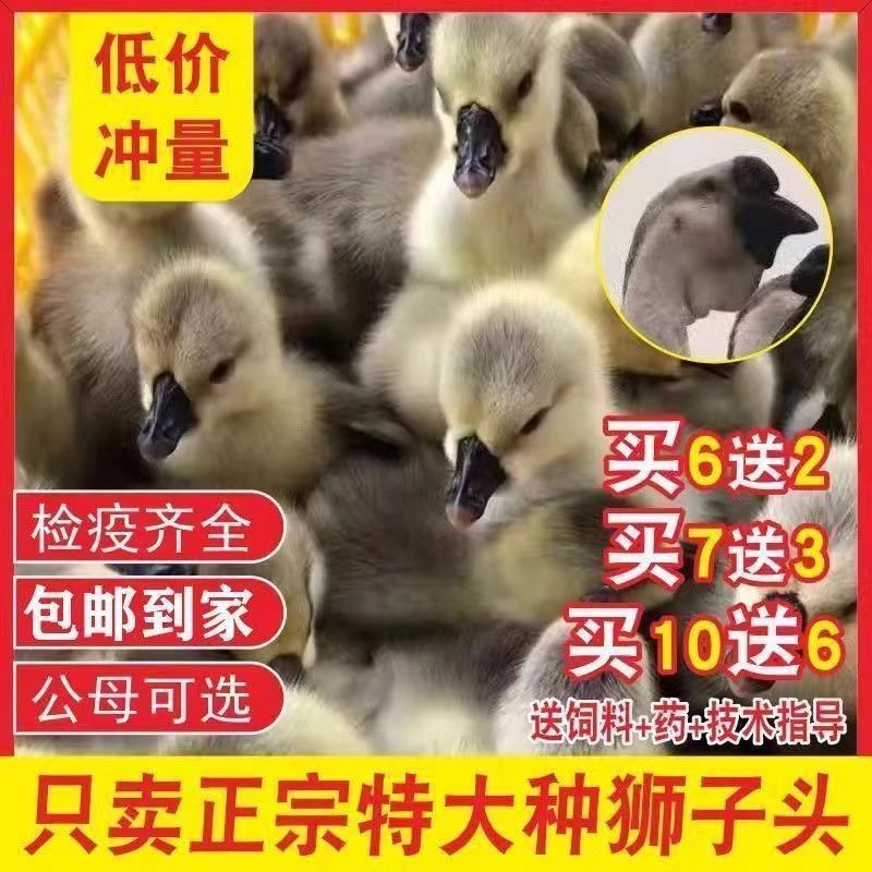 【推荐诚信商家】狮头鹅苗包运输成活厂家直销货到满意付款