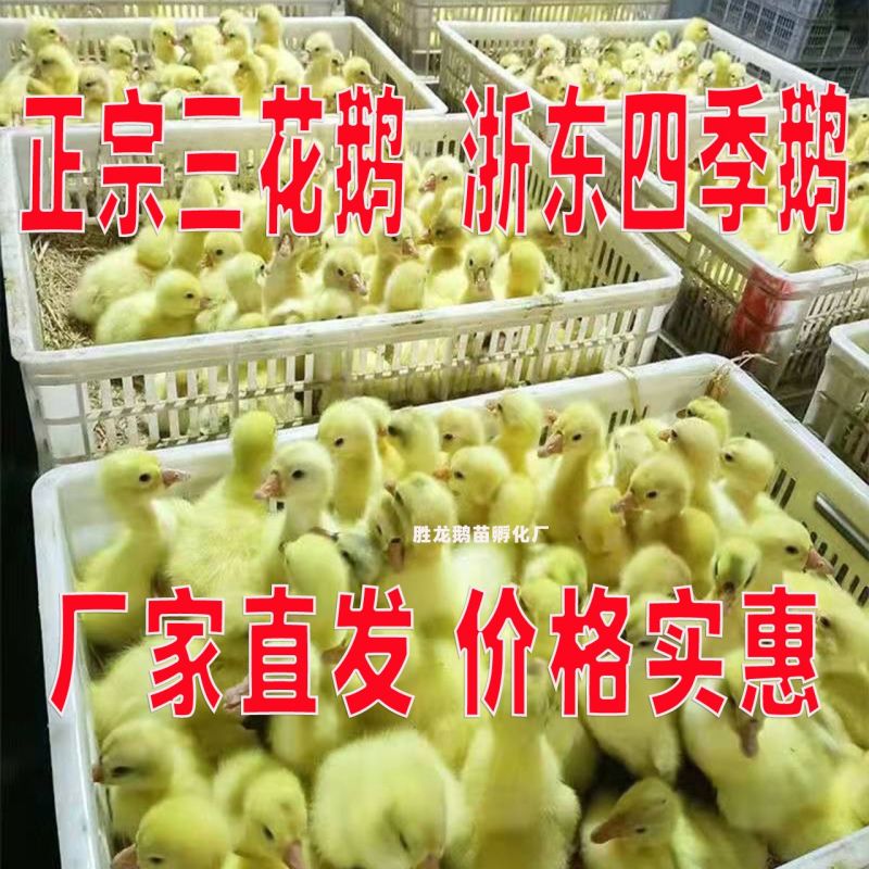 【推荐诚信商家】三花鹅苗包运输成活厂家直销货到满意付款