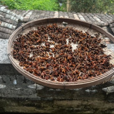 广西土八角，原生树八角，大红八角