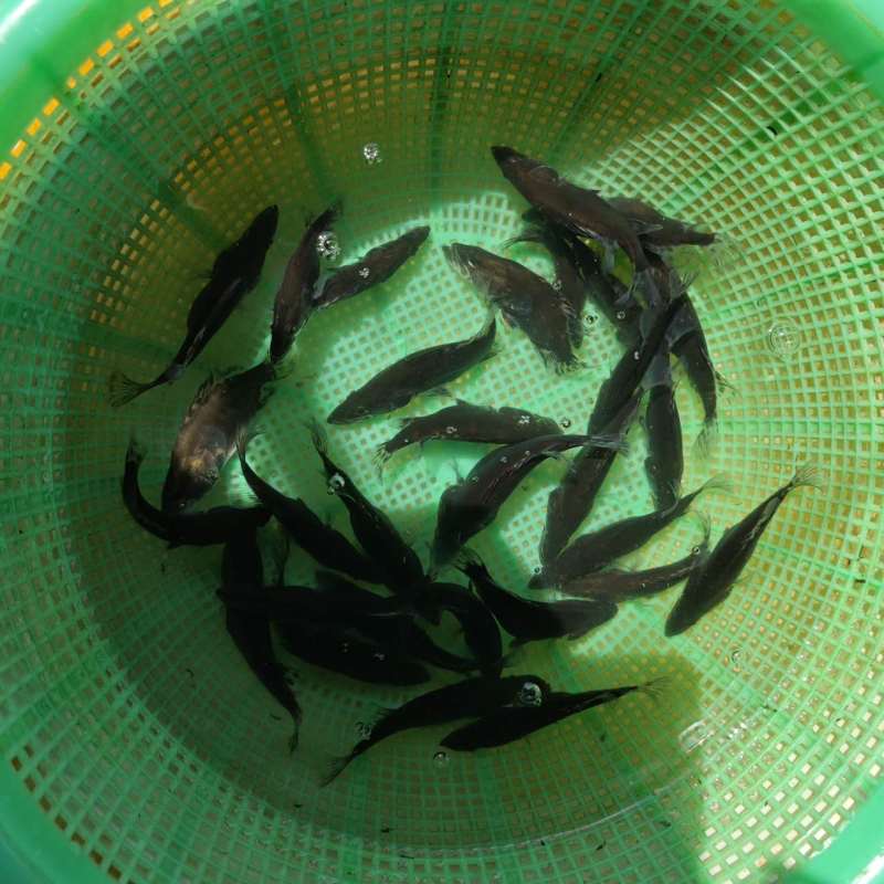 大规格桂花苗