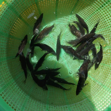 大规格桂花苗
