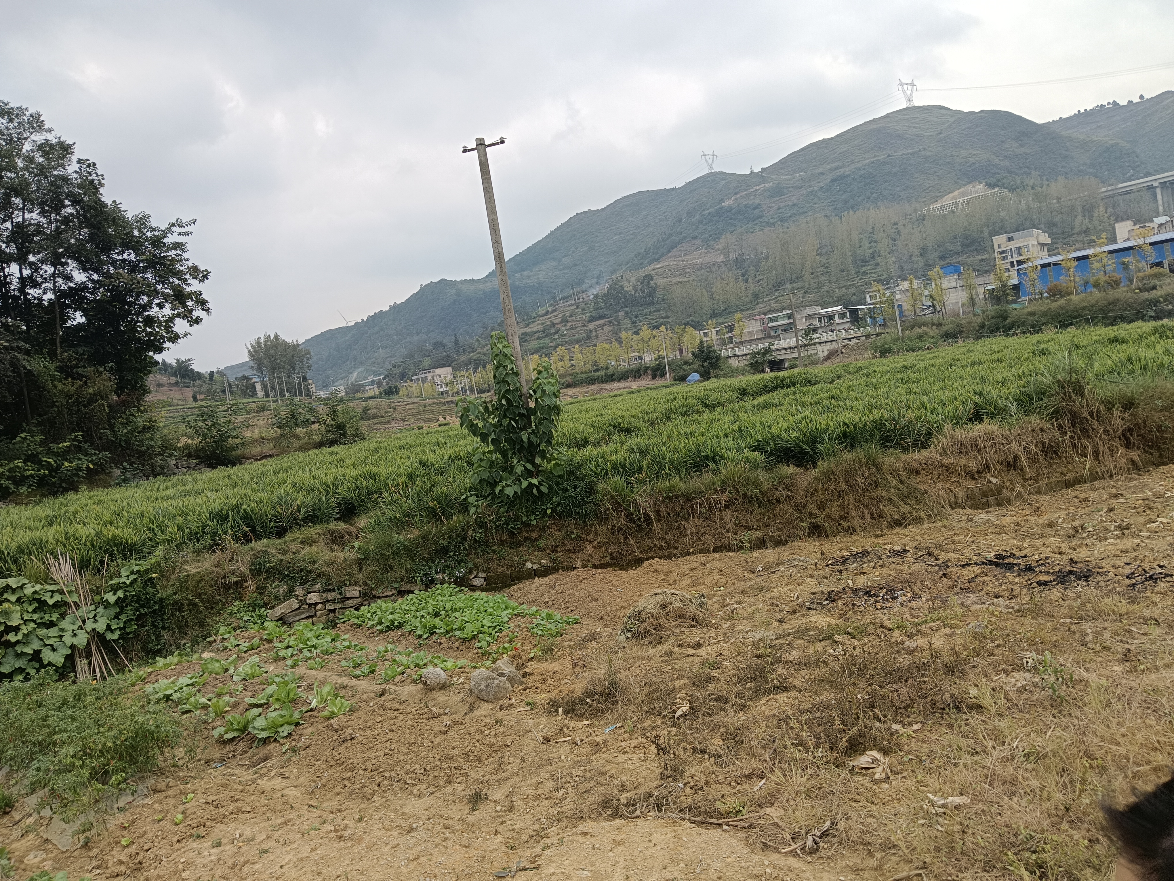 清晨时分的云南罗平县山区农田,农民正在采挖小黄姜。画面中央一名戴草帽的农户蹲地操作,双手拔出一簇金黄色姜块,泥土湿润,姜体完整无损。周围堆放着已清理的姜筐,背景为层叠的喀斯特地貌山丘,远处有薄雾缭绕。体现原生态有机种植环境 云南罗平小黄姜采收现场图