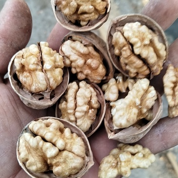 新疆纸皮核桃新二等等
