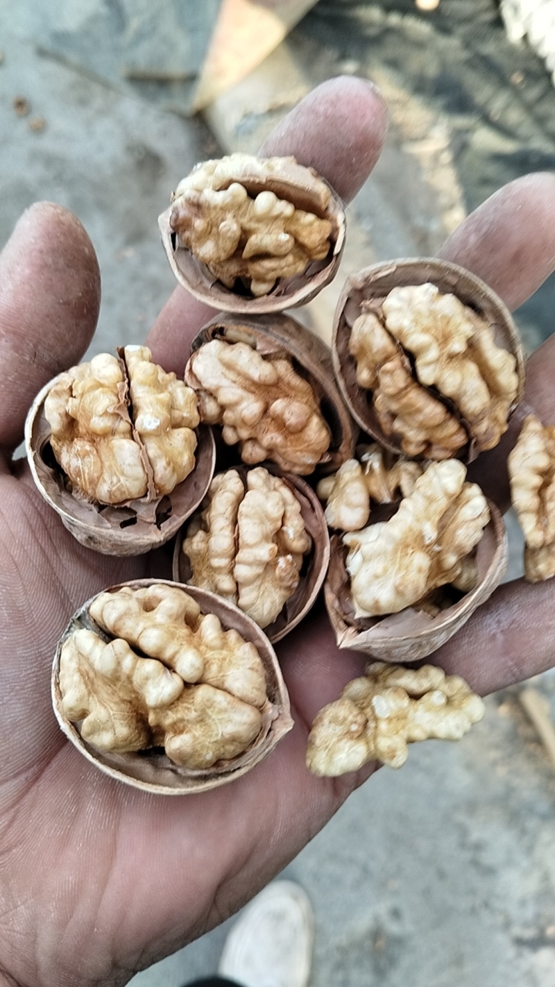 新疆纸皮核桃新二等等