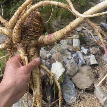 野生当归，鲜货价，需要的老板联系
