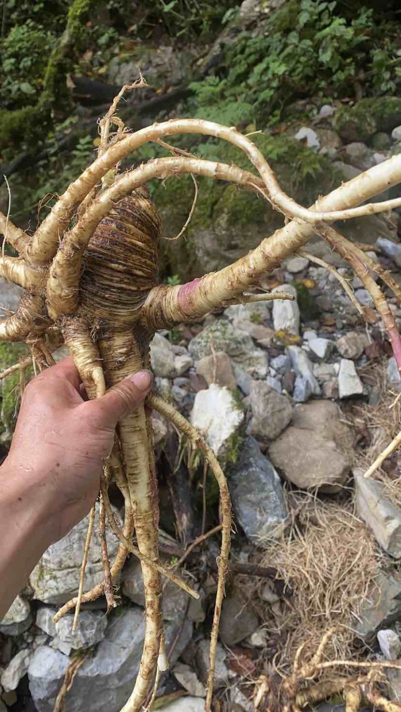 野生当归，鲜货价，需要的老板联系