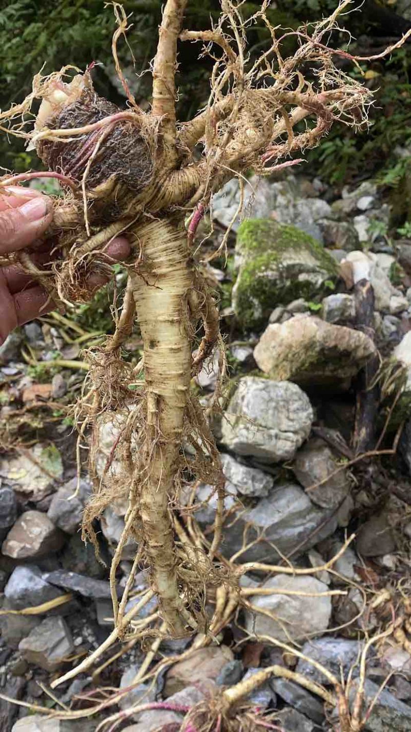 野生当归，鲜货价，需要的老板联系