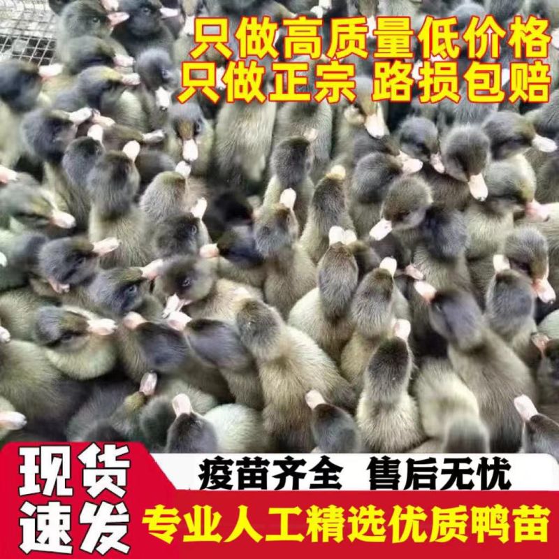 【推荐诚信商家】金锭鸭苗包运输成活货到满意付款厂家直供