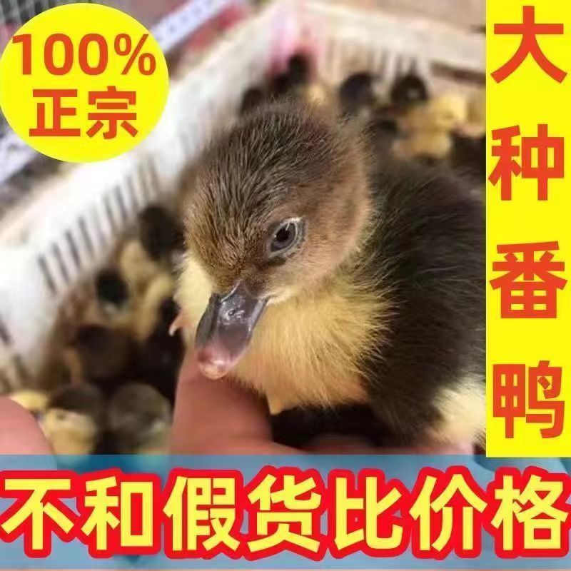 【推荐诚信商家】番鸭苗包运输成活货到满意付款厂家直供