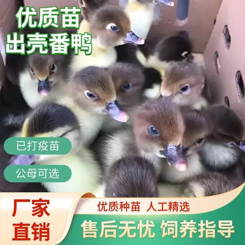 【推荐诚信商家】番鸭苗包运输成活货到满意付款厂家直供