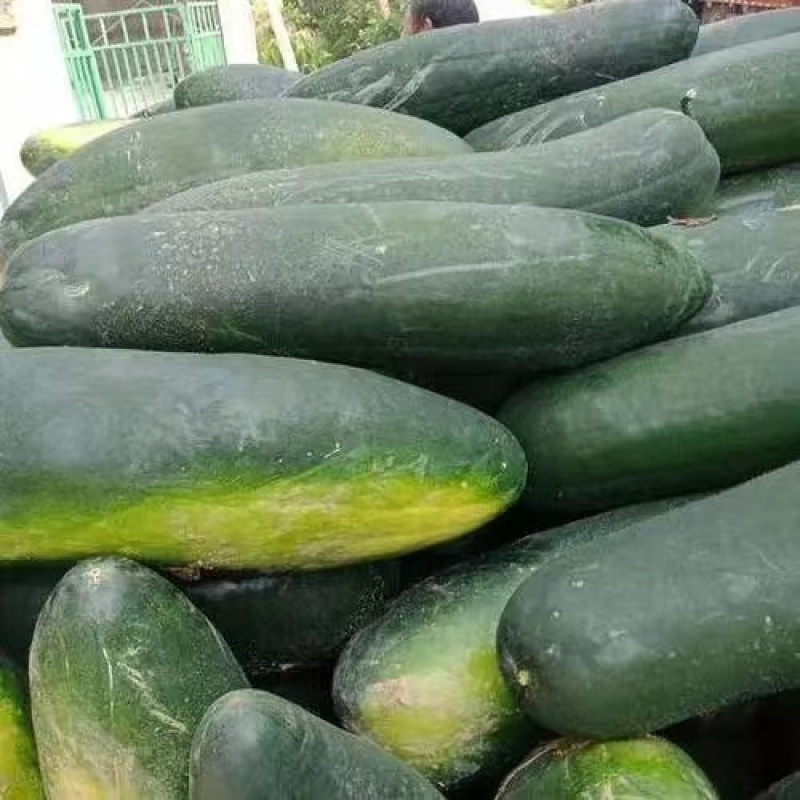精品冬瓜