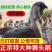【推荐诚信商家】狮头鹅苗包运输成活货到满意付款厂家直供