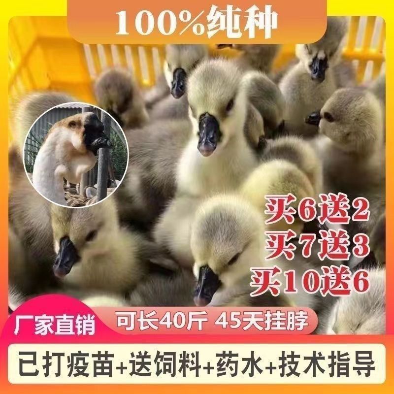 【推荐诚信商家】狮头鹅苗包运输成活货到满意付款厂家直供