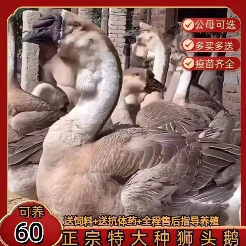 【推荐诚信商家】狮头鹅苗包运输成活货到满意付款厂家直供