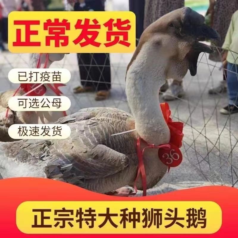 【推荐诚信商家】狮头鹅苗包运输成活货到满意付款厂家直供