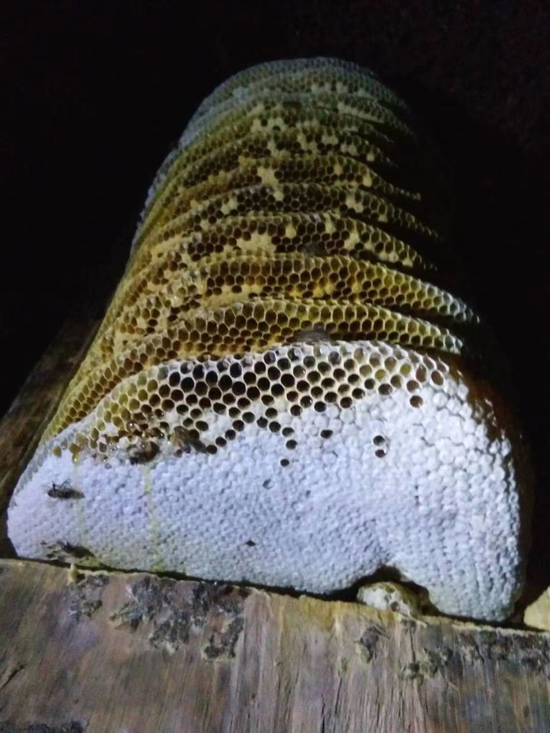 川绵土蜂蜜