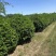 卫矛球